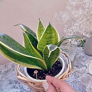 サンスベリア ゴールデンハニー 謎のきのこのインテリア実例 Roomclip ルームクリップ