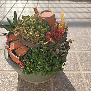 多肉植物 ブロークンポットガーデンのインテリア実例 Roomclip ルームクリップ