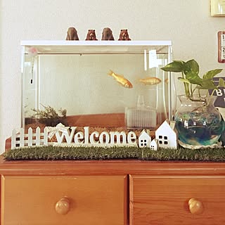金魚 ポトス水挿しのインテリア実例 Roomclip ルームクリップ