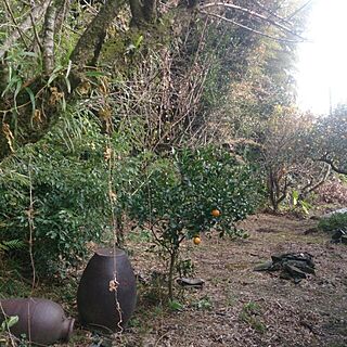 横庭/庭という名のジャングル๑๑๑のインテリア実例 - 2013-12-13 16:14:41