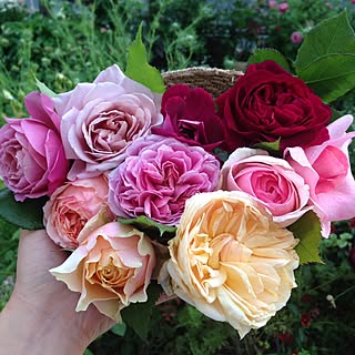 ベッド周り/ピエール・ドゥ・ロンサール/ローブ・ア・ラ・フランセーズ/ムンステッドウッド/バーガンディアイスバーグ...などのインテリア実例 - 2016-05-07 20:06:52