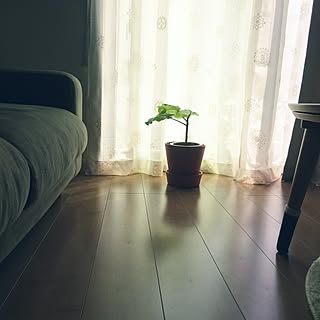リビング/日替わり投稿企画!火曜日/健康住宅の日/グリーンのある暮らし/NO GREEN NO LIFE...などのインテリア実例 - 2017-06-20 13:51:53