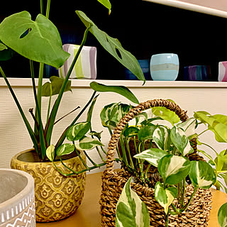 観葉植物 花瓶 のインテリア実例 Roomclip ルームクリップ 観葉植物 花瓶 のインテリア実例 Roomclip ルームクリップ