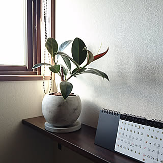 棚/ミニ観葉植物/ゴムノキ/DIY棚/グリーンのある暮らし...などのインテリア実例 - 2017-11-13 12:24:30