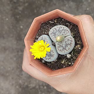 サボテン 群生のインテリア実例 Roomclip ルームクリップ