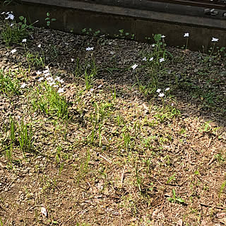 玄関/入り口/ハナニラ?/同棲/賃貸 2人/まだまだ勉強中…...などのインテリア実例 - 2018-04-01 09:58:21