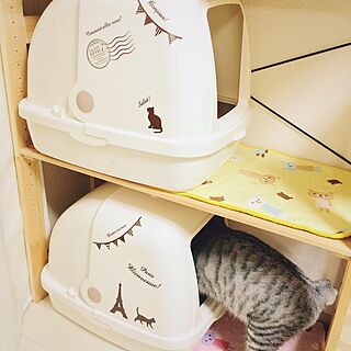 一人暮らし 猫トイレのインテリア レイアウト実例 Roomclip ルームクリップ