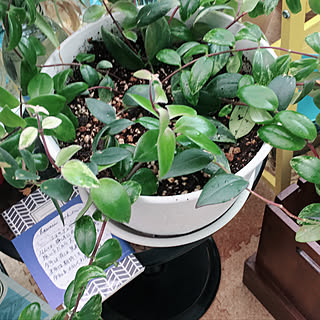 エスキナンサス/Renさんからの素敵便✨/観葉植物/ハワイアン/リゾート...などのインテリア実例 - 2019-05-01 10:34:35