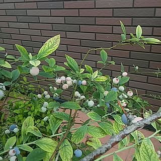 いいね、フォローに感謝します✨/RC の出会いに感謝♥/植物/家庭菜園/季節もの...などのインテリア実例 - 2017-07-10 17:43:15