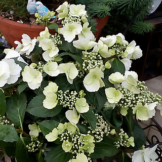 紫陽花 コメリのおしゃれなアレンジ 飾り方のインテリア実例 Roomclip ルームクリップ 紫陽花 コメリのおしゃれなアレンジ 飾り方のインテリア実例 Roomclip ルームクリップ