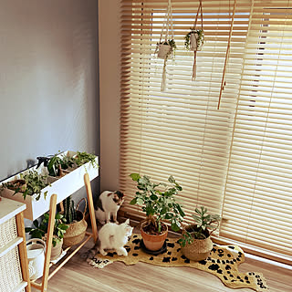 ヘテロパナックスのインテリア実例 Roomclip ルームクリップ