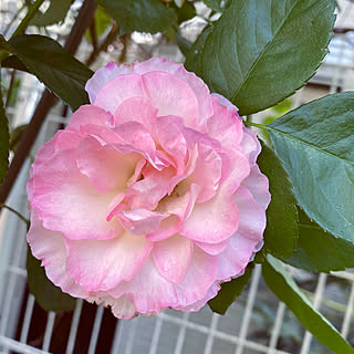 庭 マチルダのインテリア実例 Roomclip ルームクリップ