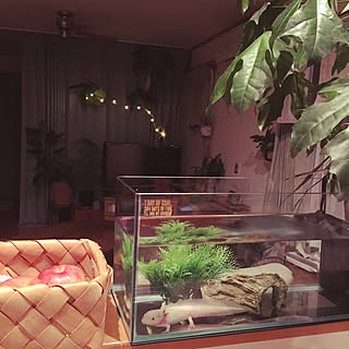 ダイソー ウーパールーパーのインテリア実例 Roomclip ルームクリップ