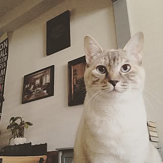 ミシェル/ねこ帰宅部/JSF研究会/journal standard Furniture/ジャーナルスタンダードファニチャー...などのインテリア実例 - 2015-05-10 11:41:37