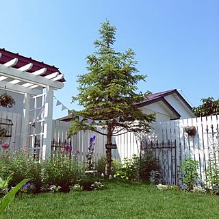 ガーデン雑貨/Blogやってません/Gardeningやってます/インテリアどころか外!/プンゲンストウヒ...などのインテリア実例 - 2014-07-22 11:32:30