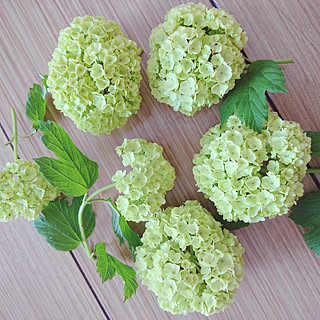 庭 ビバーナムスノーボールのインテリア実例 Roomclip ルームクリップ