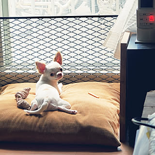 かわいい チワワのおしゃれなインテリア 部屋 家具の実例 Roomclip ルームクリップ