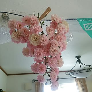 ドライにトライ!/未熟者!/Room Clip 症候群/感謝(^_^)v/植物のある暮らし...などのインテリア実例 - 2017-07-10 13:14:54