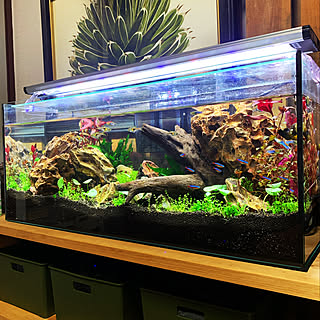 石巻貝のインテリア実例 Roomclip ルームクリップ