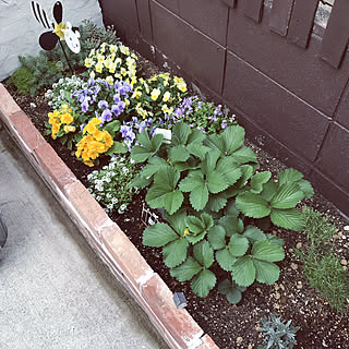 花壇 ジュリアンのインテリア実例 Roomclip ルームクリップ