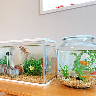 金魚もいますのインテリア実例 Roomclip ルームクリップ