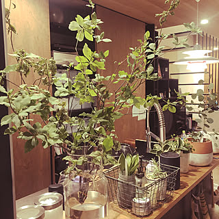 ドウダンツツジ リューズガラスのインテリア実例 Roomclip ルームクリップ