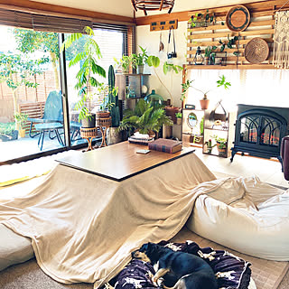 こたつ 犬と暮らすのおしゃれなアレンジ 飾り方のインテリア実例 Roomclip ルームクリップ