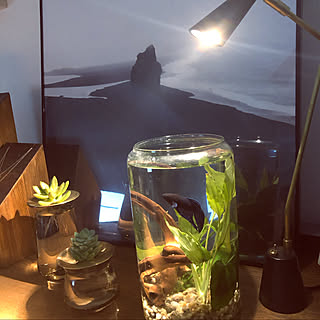 棚/観葉植物/多肉植物/モノトーン/ジャーナルスタンダードファニチャー...などのインテリア実例 - 2020-01-20 21:38:58