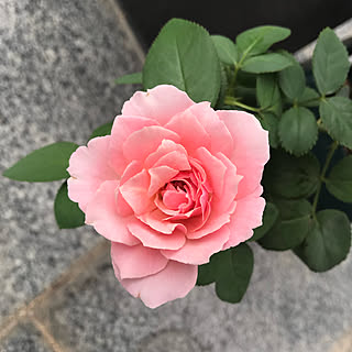 薔薇 バラの家のインテリア実例 Roomclip ルームクリップ 薔薇 バラの家のインテリア実例 Roomclip ルームクリップ