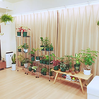 観葉植物のある暮らし ヘテロパナックスのインテリア実例 Roomclip ルームクリップ
