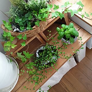 ワイヤープランツ バジルのインテリア実例 Roomclip ルームクリップ