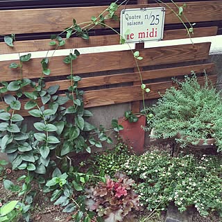 ツルニチニチソウ 地植えのインテリア実例 Roomclip ルームクリップ ツルニチニチソウ 地植えのインテリア実例 Roomclip ルームクリップ
