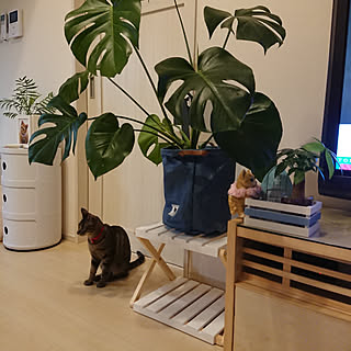 棚/観葉植物/ねこのいる日常/きいちゃんの友達/脱ねがてぃ部 公認サポーター...などのインテリア実例 - 2019-06-29 23:44:47