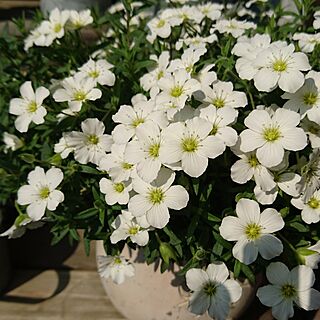 植物 白い花のインテリア実例 Roomclip ルームクリップ