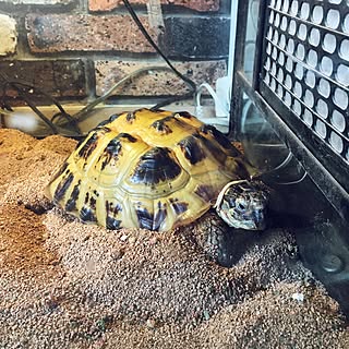 リビング リクガメのインテリア実例 Roomclip ルームクリップ