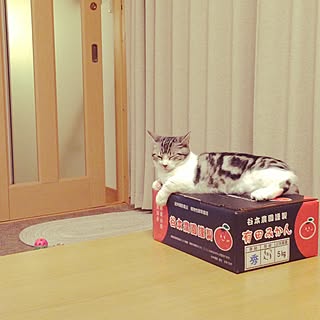 みかん箱のインテリア実例 Roomclip ルームクリップ