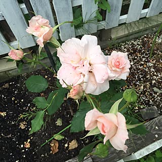 玄関/入り口/ブライダルピンク/ガーデニング/庭のインテリア実例 - 2017-06-24 22:22:45