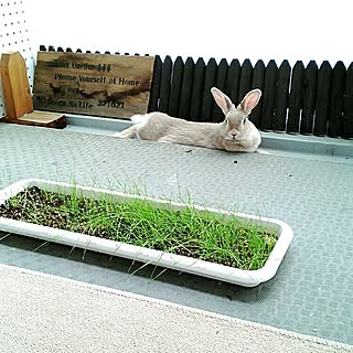 ベランダ うさぎと暮らすのおしゃれなインテリアコーディネート レイアウトの実例 Roomclip ルームクリップ