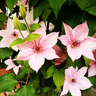 春の花 挿し芽 挿し木のインテリア実例 Roomclip ルームクリップ
