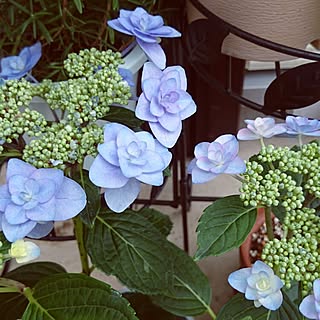 ニトリの花台のインテリア実例 Roomclip ルームクリップ