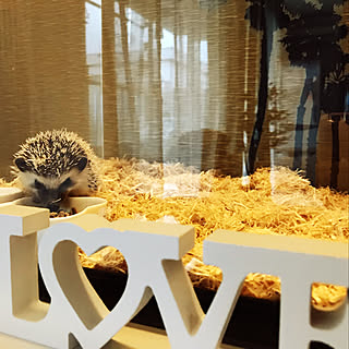 リビング はりねずみが好き のインテリア実例 Roomclip ルームクリップ