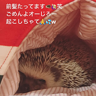 ハリネズミケージ 自作のインテリア実例 Roomclip ルームクリップ