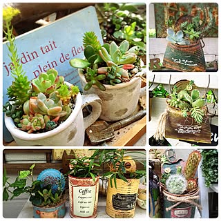 多肉植物 コーヒーカップのインテリア実例 Roomclip ルームクリップ