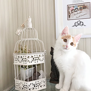 壁/天井/手作りポスター/ドライフラワーのある暮らし/鳥かごアレンジ/猫のいる暮らし...などのインテリア実例 - 2018-11-03 16:31:14