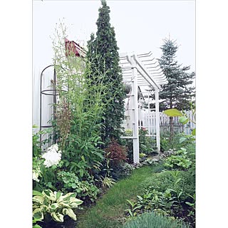 ワレモコウ/吾亦紅/インテリアどころか外!/Gardeningやってます/Blogやってませんのインテリア実例 - 2015-08-15 13:58:01