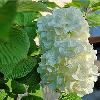 季節の花 オオデマリのインテリア実例 Roomclip ルームクリップ 季節の花 オオデマリのインテリア実例 Roomclip ルームクリップ