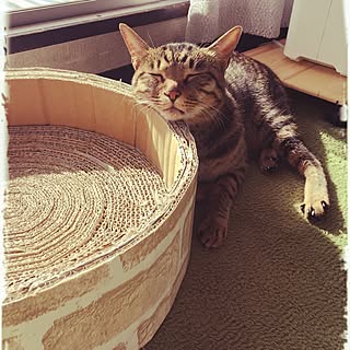 爪とぎdiyのインテリア 手作りの実例 Roomclip ルームクリップ