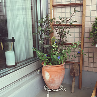 日比谷花壇頒布会のインテリア実例 Roomclip ルームクリップ