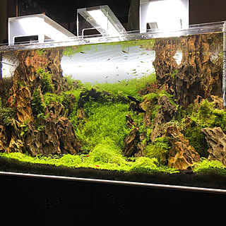 観葉植物 90cm水槽のインテリア実例 Roomclip ルームクリップ