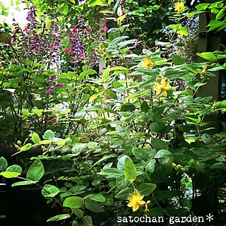 ヒペリカムの花のインテリア実例 Roomclip ルームクリップ